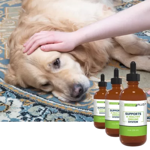 lymeplexpets signs and symptoms fatigue